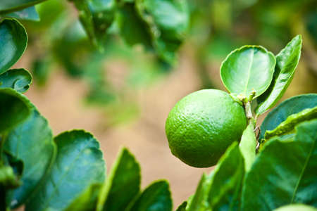 lemonの写真素材