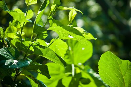leafの写真素材