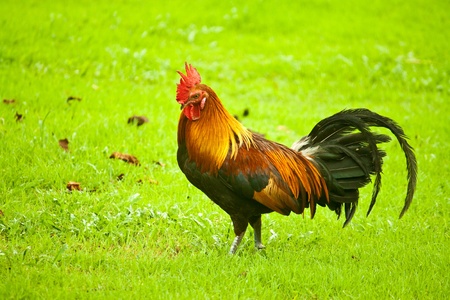 cock