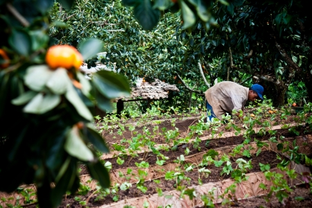 farmman in farmlandの写真素材