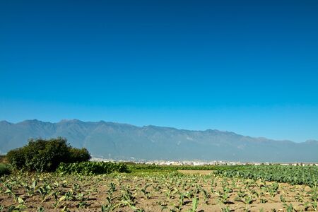 lacal agriculture at countryside の写真素材