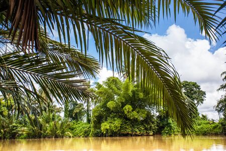 Yellow River in the tropical rainforest