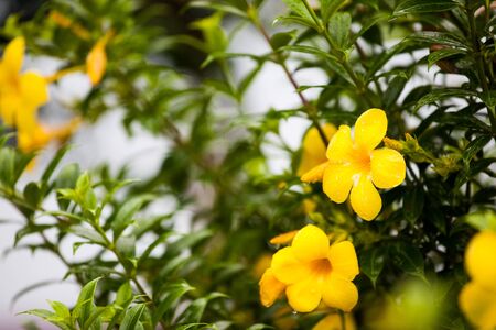 ornamental plantsの写真素材