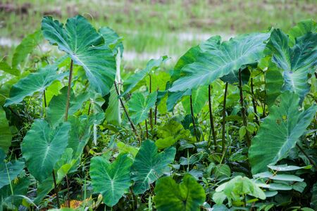 Lotus leafの写真素材