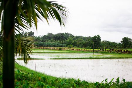 cornfield