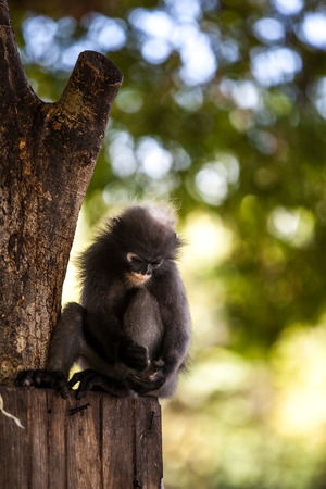 Trachypithecus obscurus