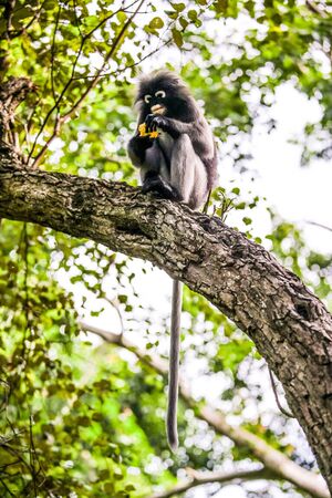 Dusky leaf monkey