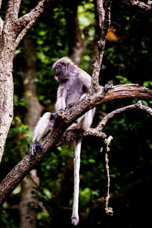 Dusky leaf monkeyの写真素材