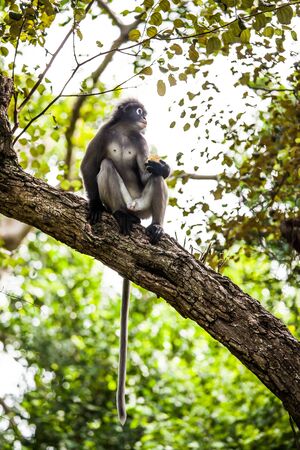 Dusky leaf monkeyの写真素材