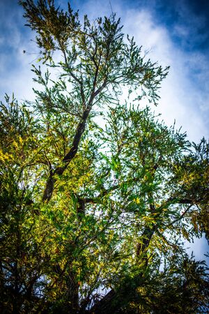 Leaves, branchesの写真素材