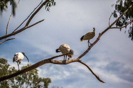 egert is a big bird in nature