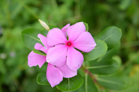 blowbackの写真素材