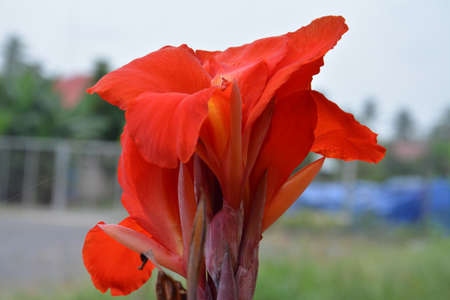 Beautiful flowersの写真素材