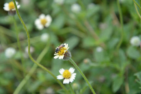 Bees with flowers