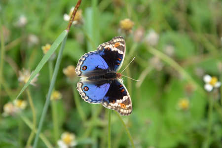 prairie with butterflyの写真素材