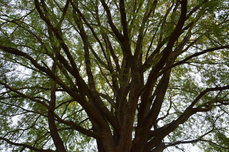 tamarind treeの写真素材