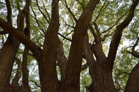 big tamarindの写真素材