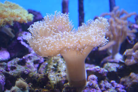 colorful coralの写真素材