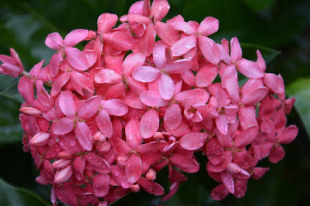 Aquarius beautiful flowers