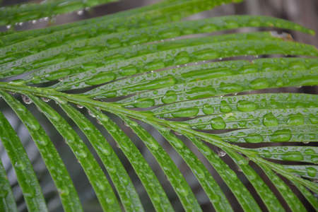 Water droplets on leaves
