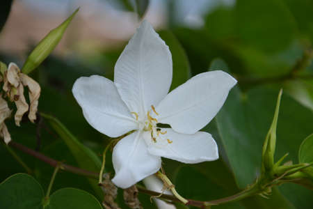 Beautiful flower