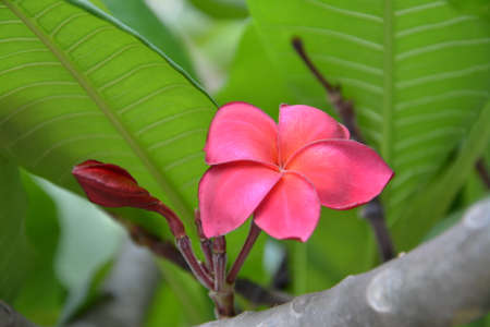 Beautiful flowerの写真素材