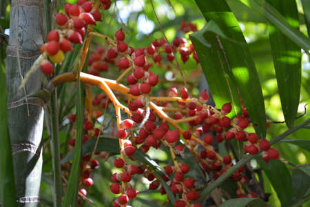 Palm fruitの写真素材