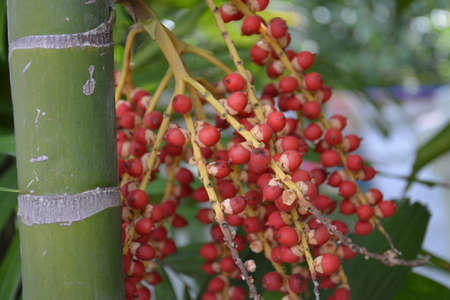 Palm fruitの写真素材