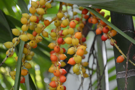 Palm fruitの写真素材