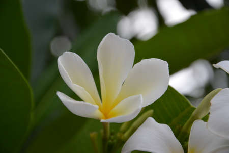 Plumeria flowerの写真素材