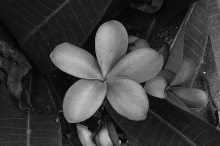 flower in the gardenの写真素材