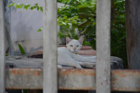 catの写真素材