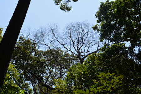 tree in forest