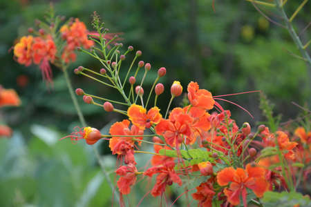 flowersの写真素材