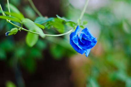 The flowers in the front gardenの写真素材