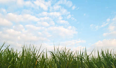 Sugarcane is grown and used extensively around the worldの写真素材