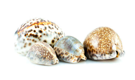conch shell  Isolated On White background  