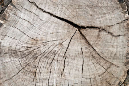 wooden texture of rain tree