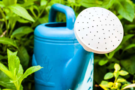 Blue watering pot in gardenの写真素材