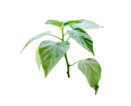 Tiny plant growing isolated on white backgroundの写真素材