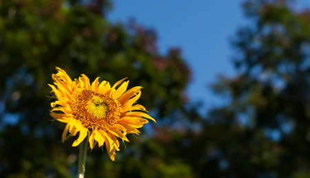 yellow sunflower and blue sky backgroundの写真素材