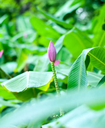 pink banana flower close up