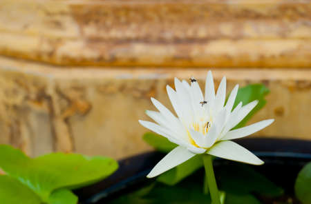 Beautiful lotus in the pondの写真素材