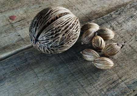 Cerbera odollam seed or Pong Pong seedの写真素材