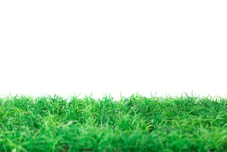 Artificial grass on a white backgroundの写真素材