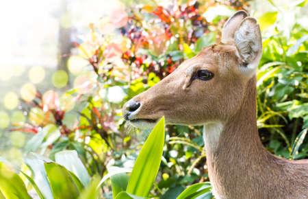 brow-antlered deer or Rucervus eldiiの写真素材