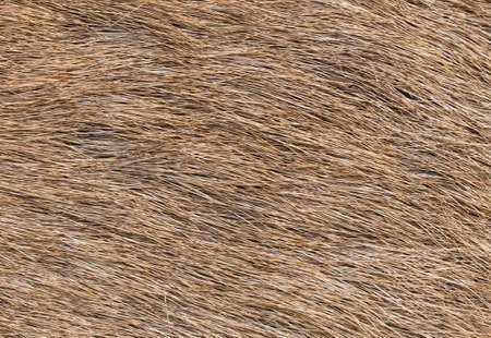 brow-antlered deer or Rucervus eldii skin texture.の写真素材
