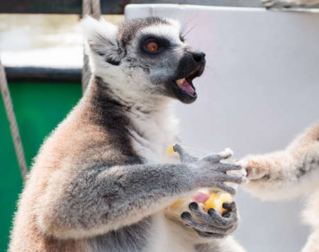 Lemur catta or Lemuriformes, Khao Kheow Open Zoo in thailand