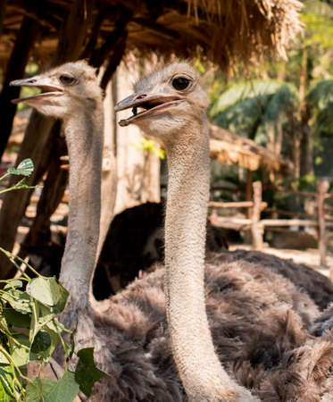 Close up of ostrich headの写真素材