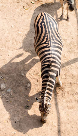 Zebra top view, Khao Kheow Open Zoo in thailandの写真素材